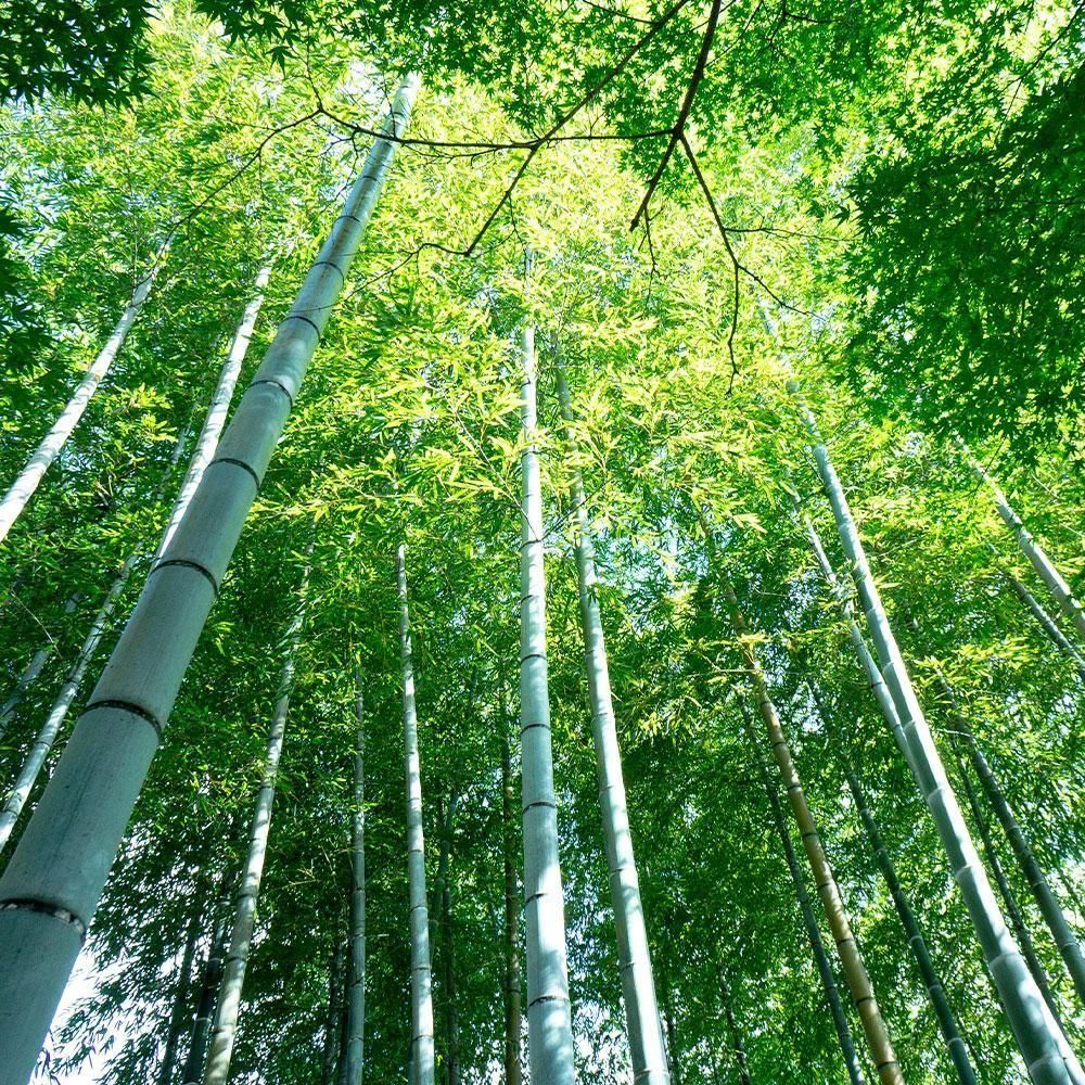 竹林を下から見上げた写真。節のある竹の幹と、光が差し込む緑の葉